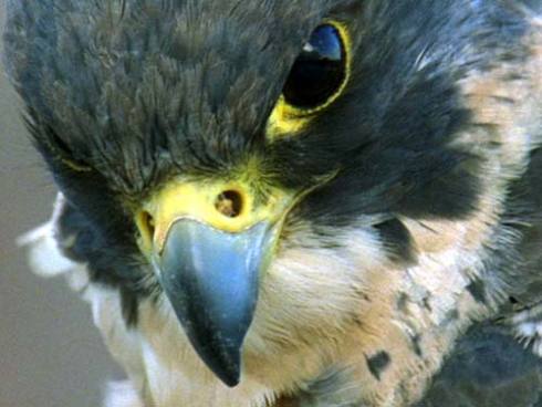 Once on the brink of extinction, the Peregrine Falcon is back, and hanging out at The Four Seasons!