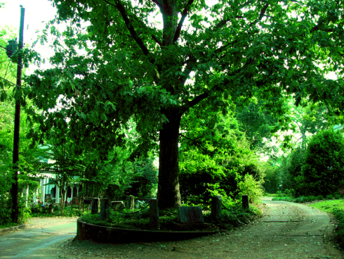 “The Tree That Owns Itself” is a gift and a tribute to cultural will trumping civil law. Just listen to the show…you’ll hear!