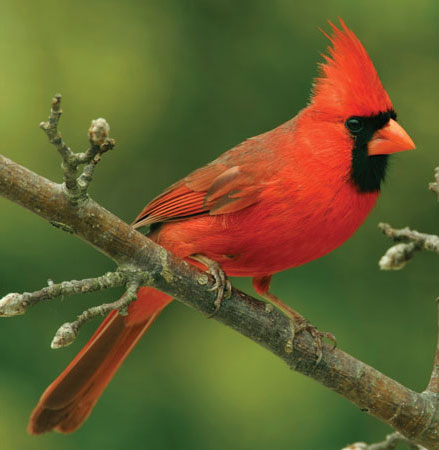 Cardinals are a popular Ansley Park attraction.